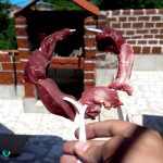 سیخ دایره ای کباب