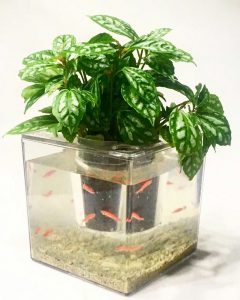 گلدان آکواریوم