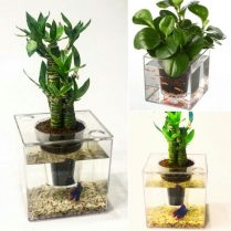 گلدان آکواریوم