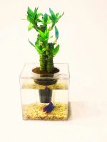 گلدان آکواریوم