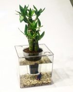 گلدان آکواریوم