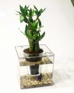 گلدان آکواریوم