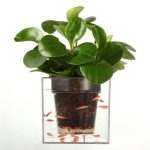 گلدان آکواریوم