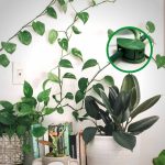 کلیپس نگهدارنده گیاه رونده